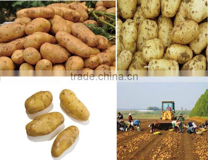 High quality holland potato from China