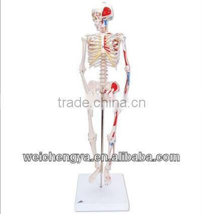 85cm Skeleton with Painted Muscles on Pelvic Mounted Base