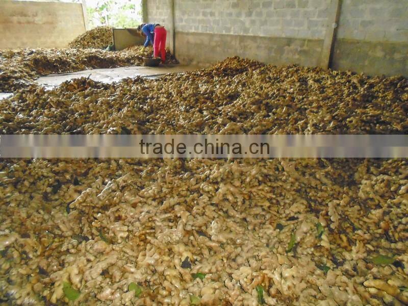 GIMEX VIET NAM PURPLE GINGER