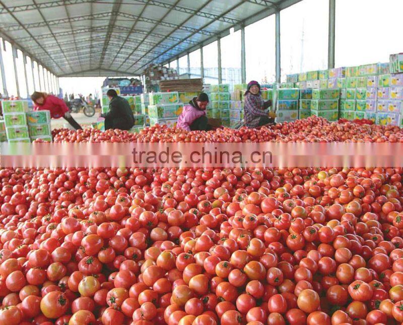 Fresh Tomato Exporter