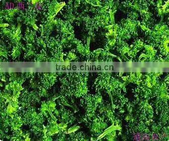 dehydrated broccoli 2012