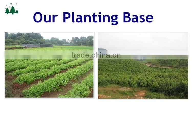 Eucalyptus Leaf Extract cineole 99% bulk sale with best price