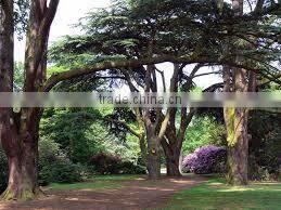 100% Natural & Pure Cedar Wood Oil (China) / Manufacturer / Supplier / Exporter