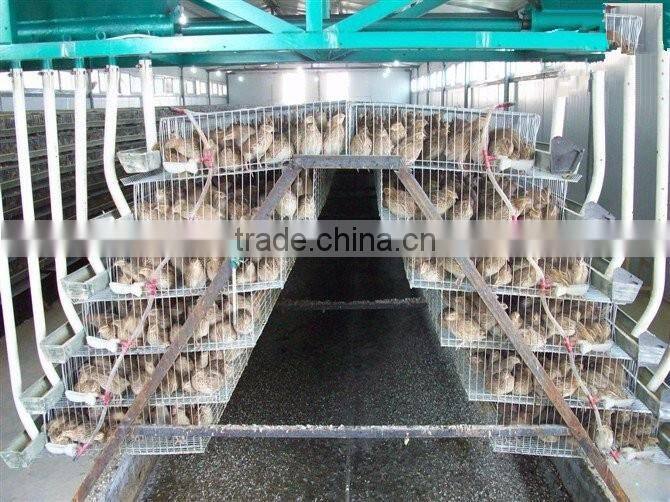 6 tires 400 automatic quails cage one side/6 tiers two sides 800 quails cages