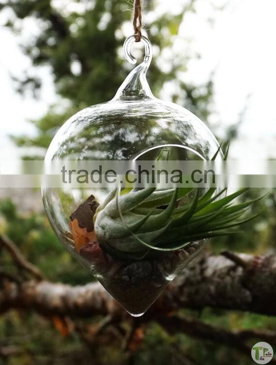 New design with high quality wholesale glass globle hanging terrarium