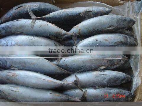 Sarda chiliensis - Eastern Pacific bonito 1000g+