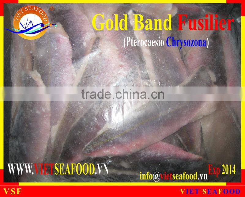 FROZEN GOLD BAND FUSILIER FILLET