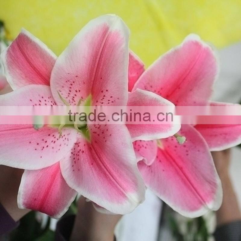 Best Selling Flower Adorable Fresh Cut Lily Mother's Day Gift Natural Lily From Yunnan