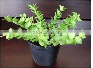 PT-002 Aselepiadaccae Dischidia Pectinoides Pot Plant