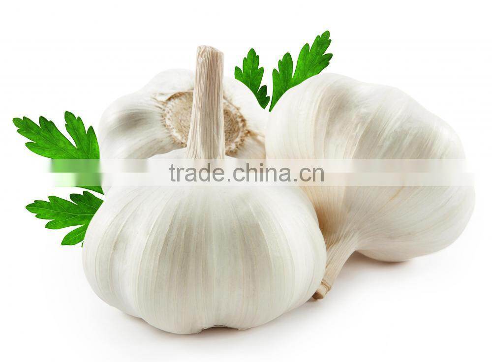 wholesale new crop Jinxiang garlic OEM garlic factory garlic export