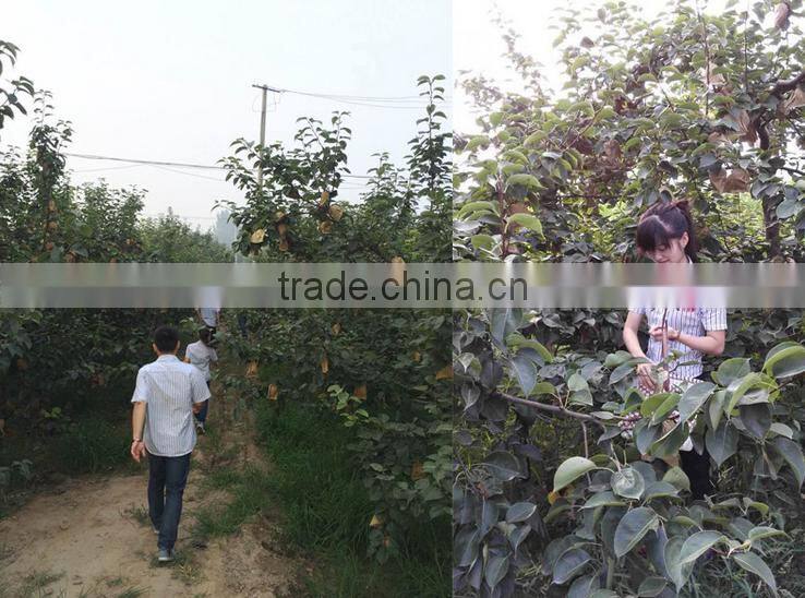 Top quality fresh pear for sale