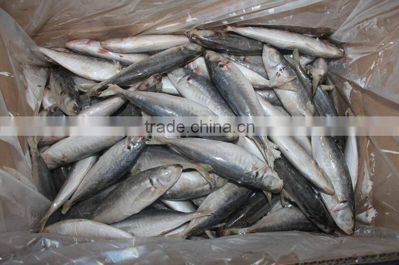 frozen small eyes round scad fish