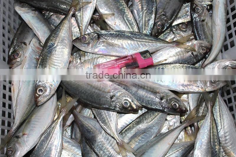 Horse Mackerel Variety And Fish Category Horse Mackerel