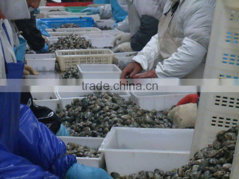 Good Quality Short Necked Clams