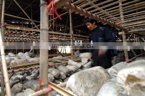 best quality and professional mushroom bag filling machine