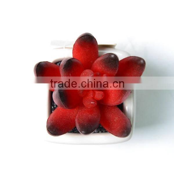 Burgundy Artificial succulent potted in White vase