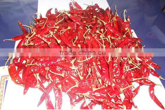 Export quality S-17 Stemless Teja chilly.