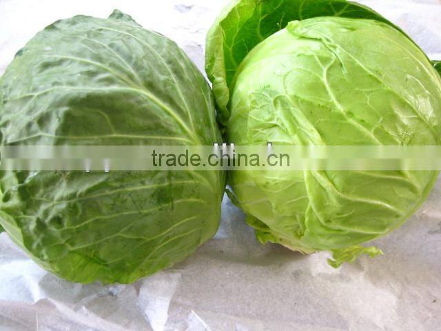 Fresh Beijing Cabbage