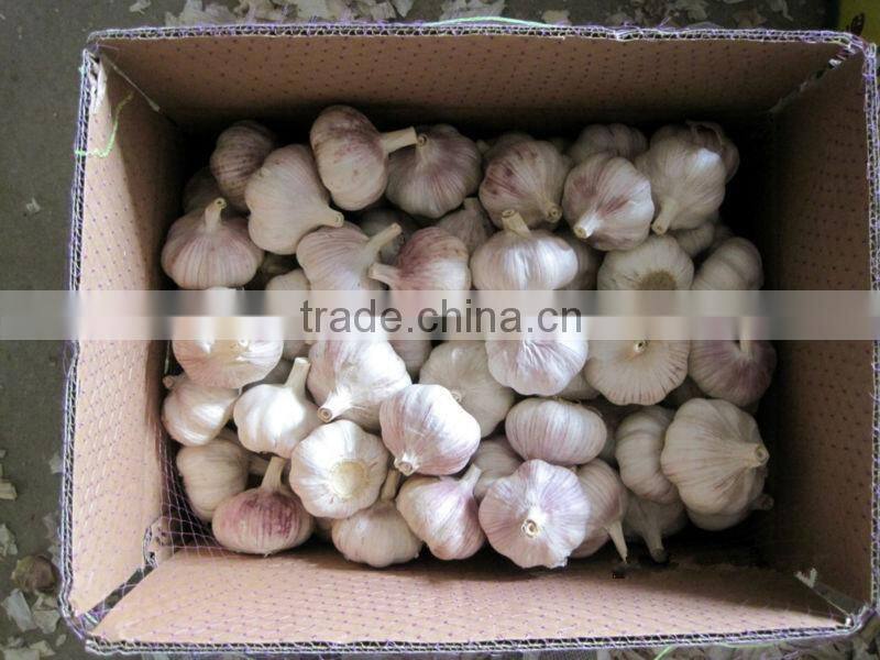 Best Quality And Competitive Price Normal White Garlic And Pure White Garlic