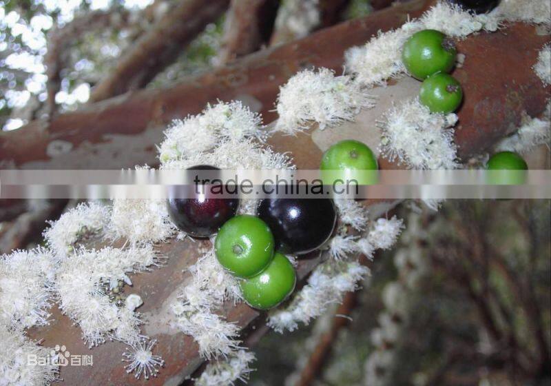 Jaboticaba Seeds Jabuticaba Guapuru Hivapuru Sabara Ybapuru Brazilian Grape Tree Seeds For Growing