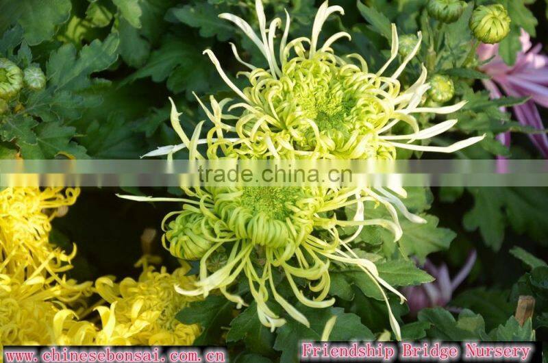 Chrysanthemum