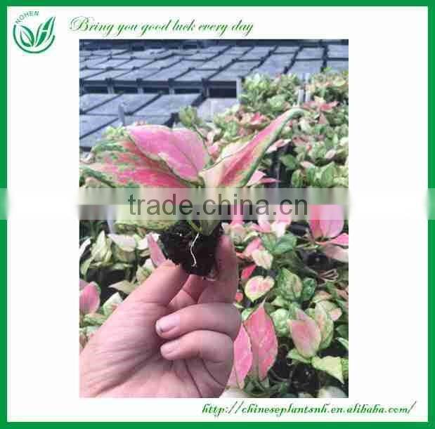 Seedling