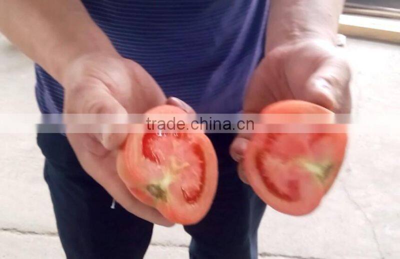 Fruit Vegetable Tomato Half Cutting Machine