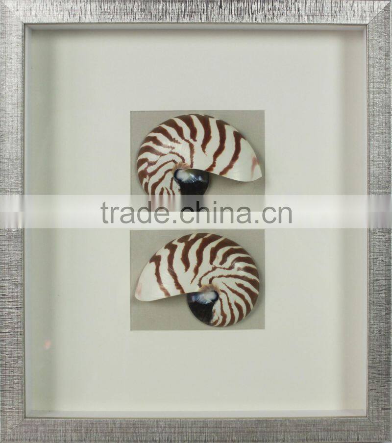 Chinese Nautilus Shells Graphic Art Shadow Box Gift Ideas Wall Decor