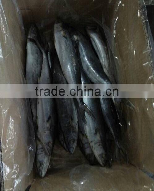 Whole Frozen Spotted Spanish Mackerel Fish