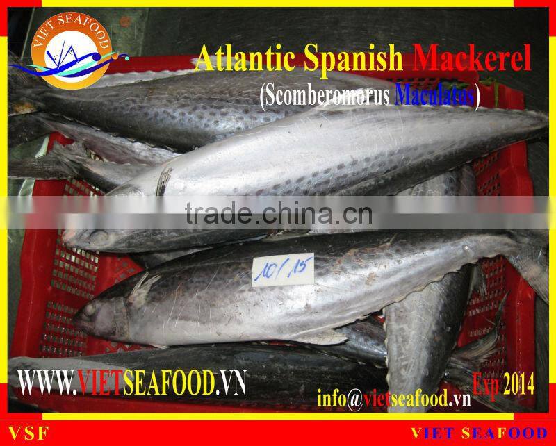 FROZEN ATLANTIC SPANISH MACKEREL WHOLE ROUND