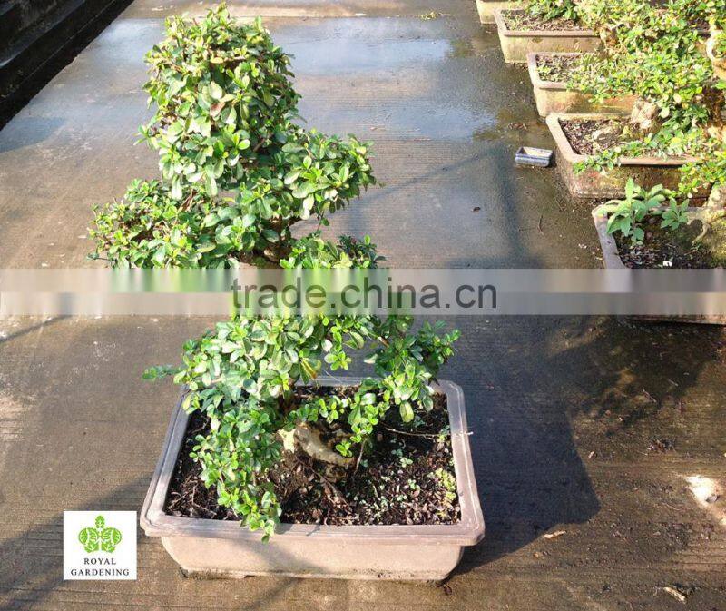 Carmona Microphylla bosnai export