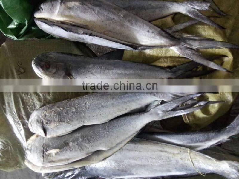 Gutted Frozen mahi-mahi fish from China