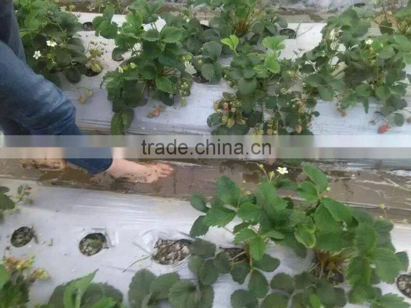 Lowest price with high quality agricultural black mulch film uv polyethylene film