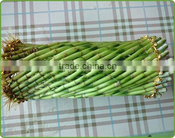 fengshui wheel lucky bamboo air bonsai tree dracaena sanderiana indoor ornamental aquatic water plants nursery garden decoration