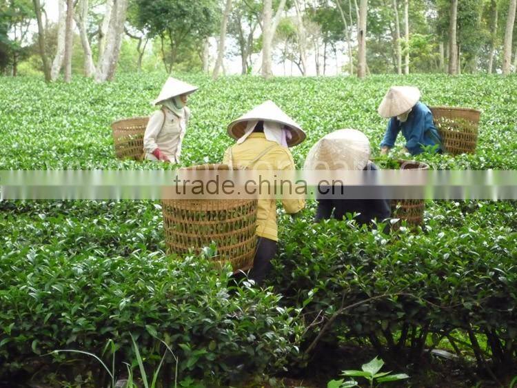 Oriental Beauty tea from Vietnam