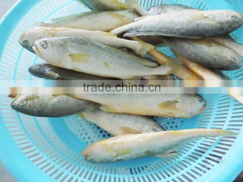 China Seafood Supplier Frozen Yellow Croaker With good quality