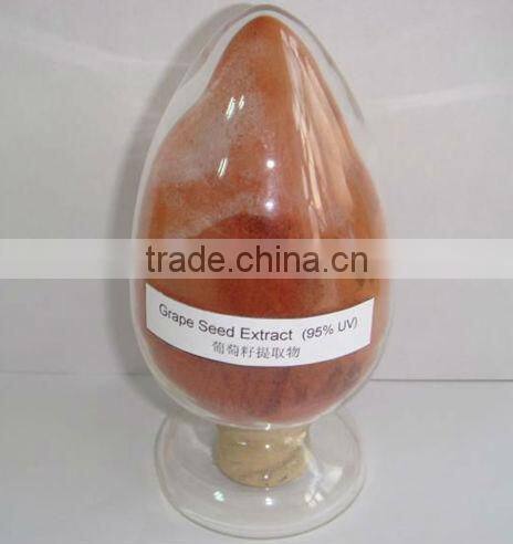 GMP factory supply high quality Grape Seed Extract powder