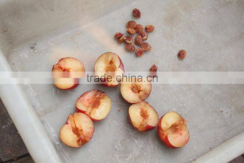 Plum Pitting Pitter Stoner Machine