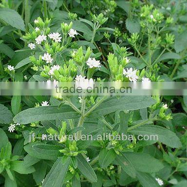 china stevia ISO, GMP, HACCP, KOSHER, HALAL certificated