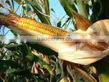 SKY-1 combined corn thresher /corn threshing machine