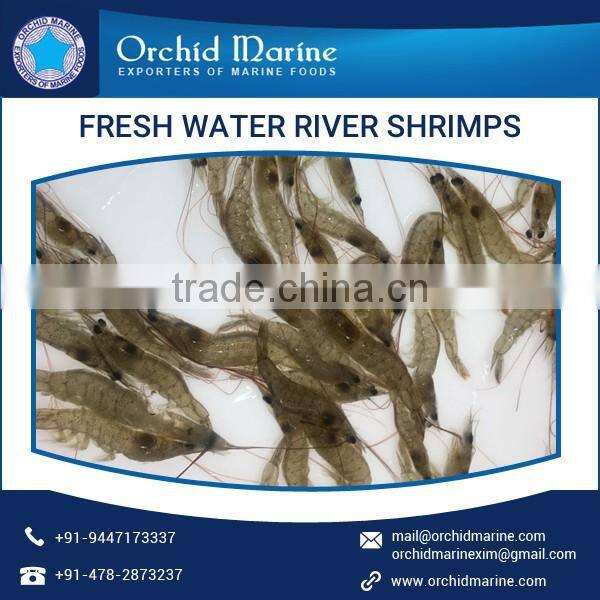 Good Quality Fresh Water River Small Shrimps for Bulk Export