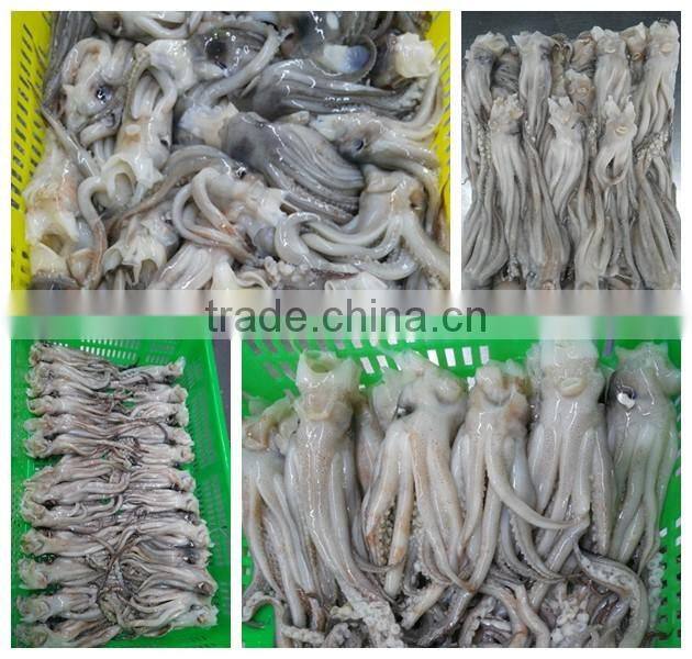 Frozen illex squid tentacle and squid head BQF