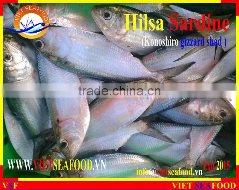 FROZEN HILSA SARDINE