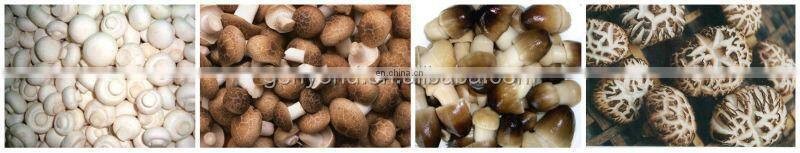 canned mushroom production line