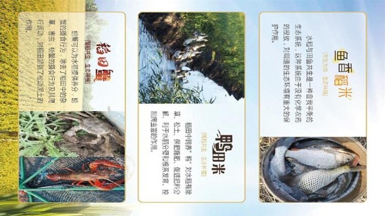 Yuanye Planting Family Farm In Beilin District, Suihua City,individual Business company overview - view 3