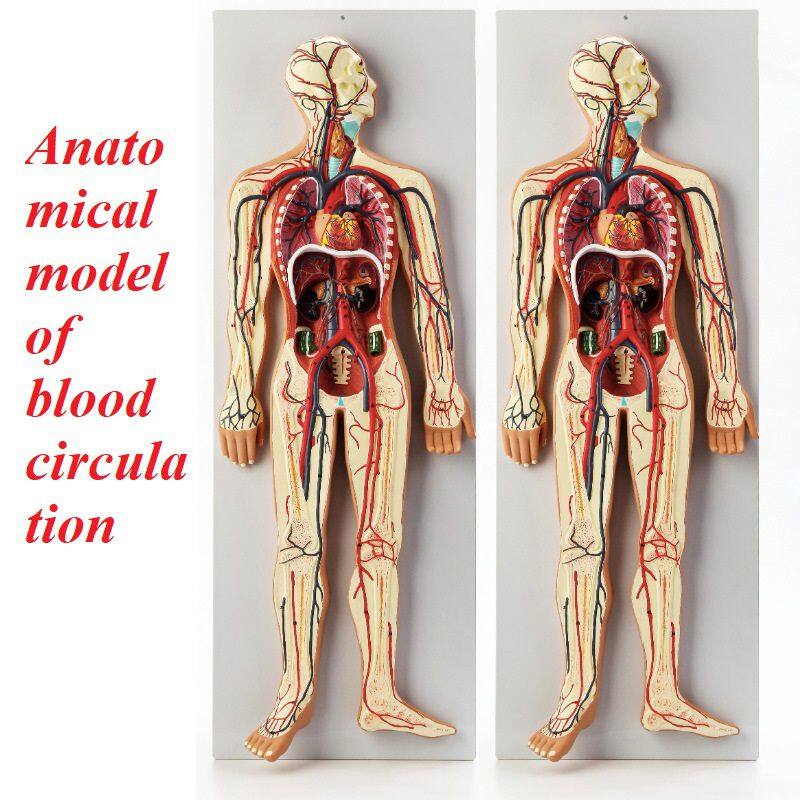 血液循环系统模型515元.jpg