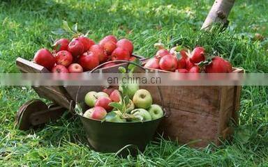 Fruit washing machine/strawberry cleaning /blueberry cleaning machine