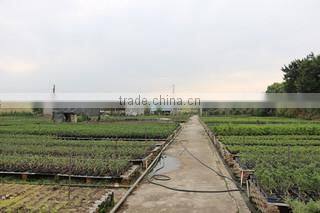 Superior Chinese Bonsai Nursery Co., Ltd. Foshan company overview - view 3