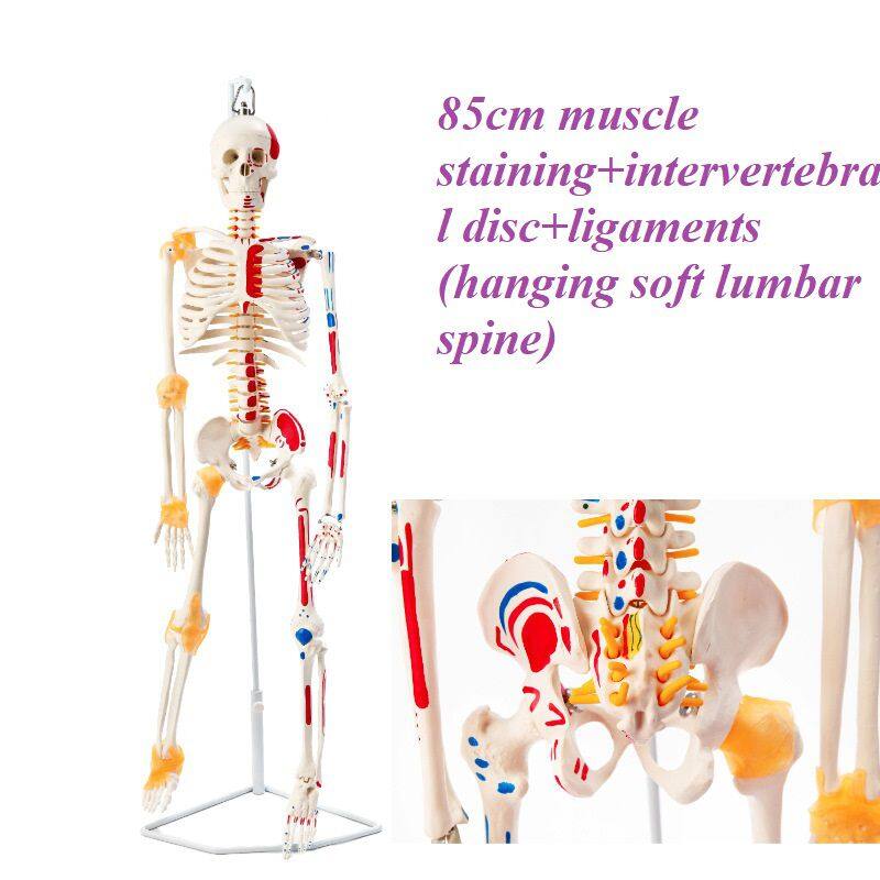 85cm肌肉着色+椎间+韧带(挂式软腰椎)260元.jpg