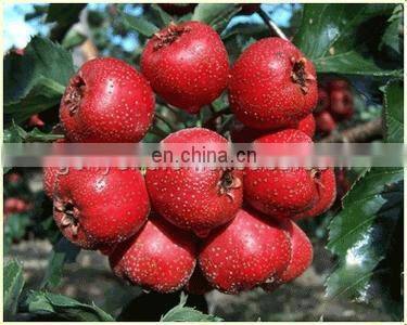 hawthorn/fruit/ tomato/ pineapple paste /juice / can/ jam machine with factory price